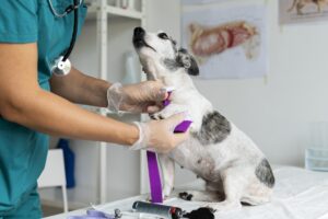 Clínica veterinária: como reduzir impostos legalmente
